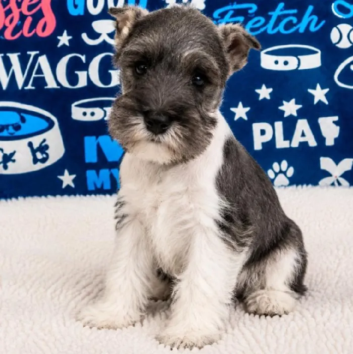 Female Mini Schnauzer puppy named Pepper for sale at Waggles Puppy Boutique - Duluth.