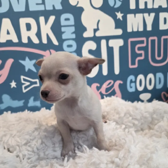 Male Chihuahua Puppy for Sale in Duluth, GA