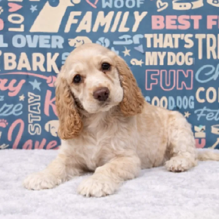 Female Cocker Spaniel Puppy for Sale in Duluth, GA