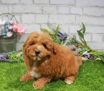 Male Maltipoo puppy for sale at Waggles Puppy Boutique - Duluth.
