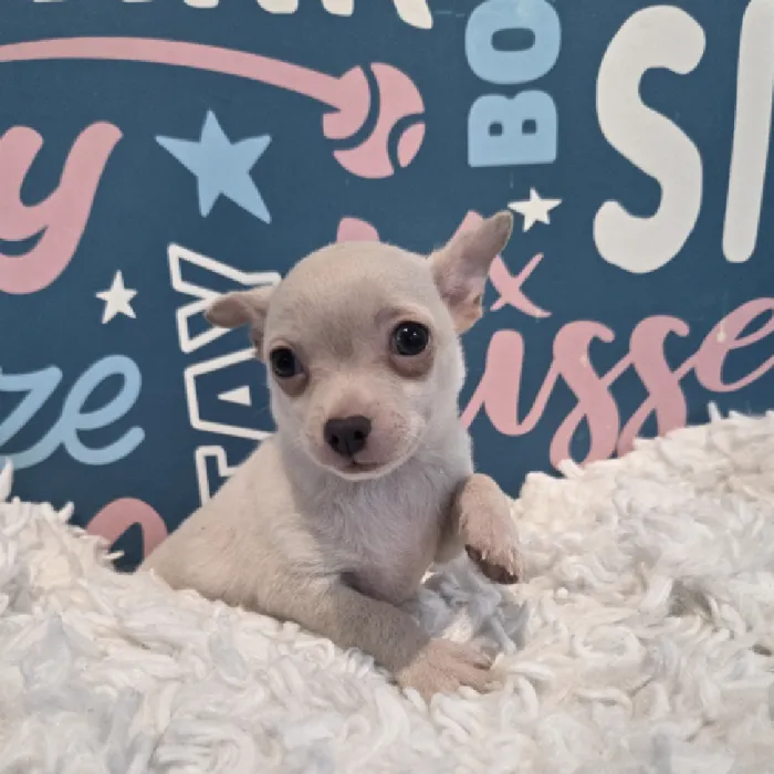 Male Chihuahua Puppy for Sale in Duluth, GA