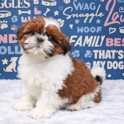 Female Shih Tzu Puppy for Sale in Duluth, GA