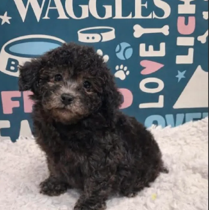 Male Poodle Puppy for Sale in Duluth, GA