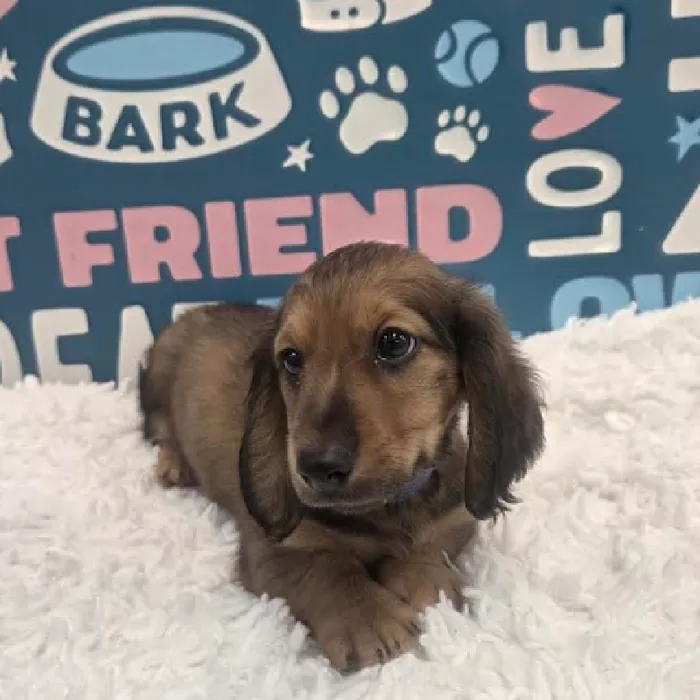 Male Dachshund Puppy for Sale in Duluth, GA