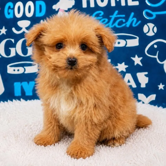 Male Pom-A-Poo puppy named Scotty for sale at Waggles Puppy Boutique - Duluth.