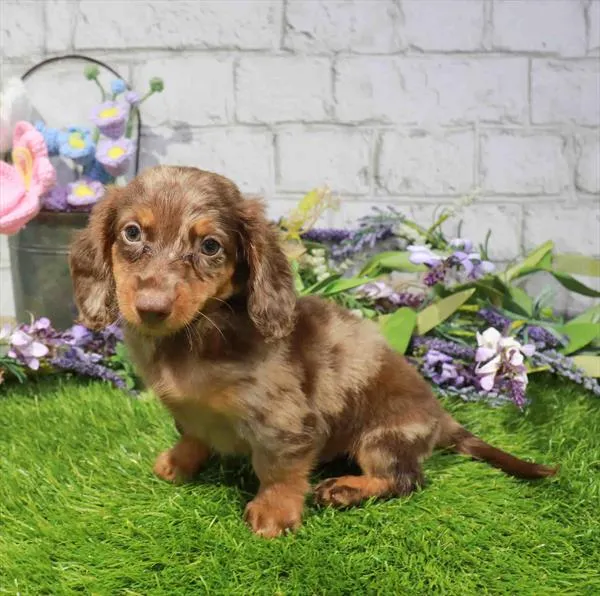 Male Dachshund puppy for sale at Waggles Puppy Boutique - Duluth.