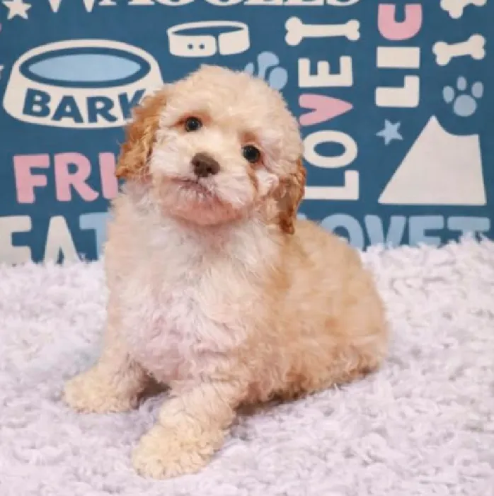Female Cockapoo Puppy for Sale in Duluth, GA