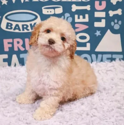 Female Cockapoo Puppy for Sale in Duluth, GA
