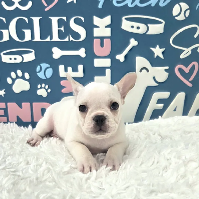 Male French Bulldog Puppy for Sale in Duluth, GA