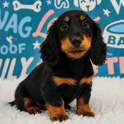 Male Dachshund puppy named Rue for sale at Waggles Puppy Boutique - Duluth.