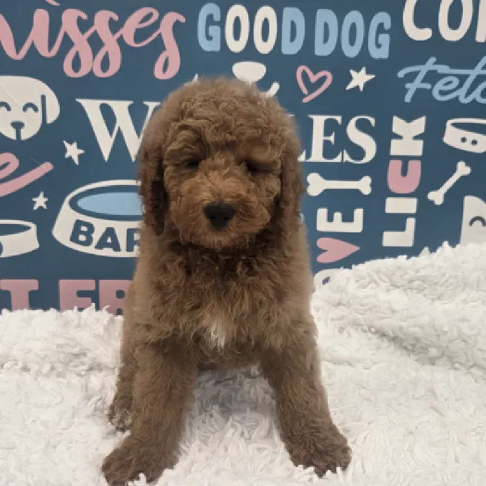 Male Mini Goldendoodle Puppy for Sale in Duluth, GA