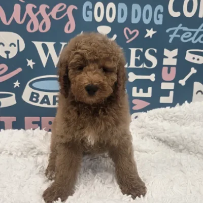 Male Mini Goldendoodle Puppy for Sale in Duluth, GA
