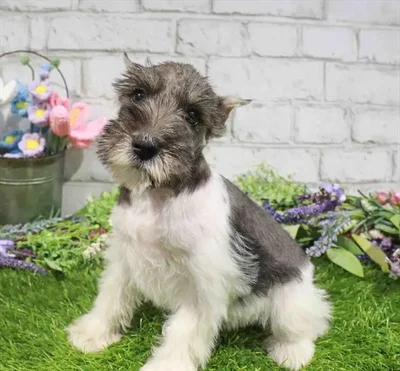 Female Mini Schnauzer puppy for sale at Waggles Puppy Boutique - Duluth.