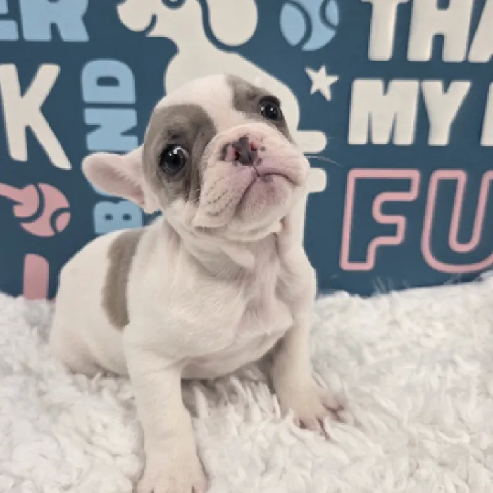 Female French Bulldog Puppy for Sale in Duluth, GA