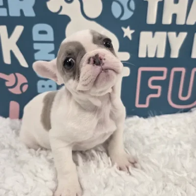 Female French Bulldog Puppy for Sale in Duluth, GA
