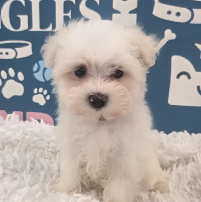Female Maltese Puppy for Sale in Duluth, GA