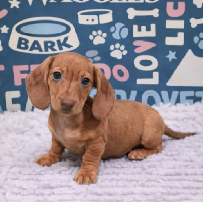 Female Dachshund Puppy for Sale in Duluth, GA