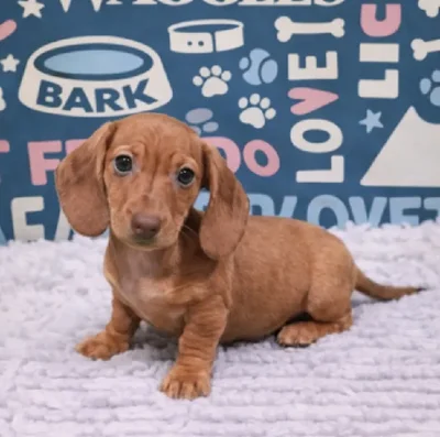 Female Dachshund Puppy for Sale in Duluth, GA