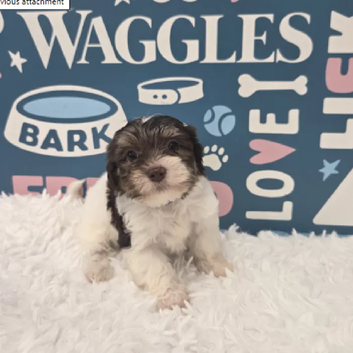 Male Havanese Puppy for Sale in Duluth, GA