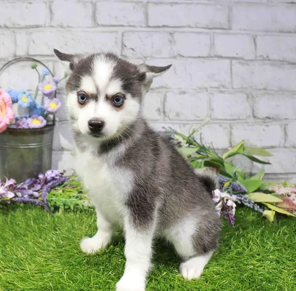 Female Alaskan Klee Kai puppy named Arya for sale at Waggles Puppy Boutique - Duluth.