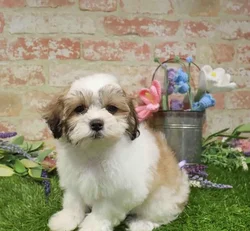Female Teddy Bear puppy for sale at Waggles Puppy Boutique - Duluth.