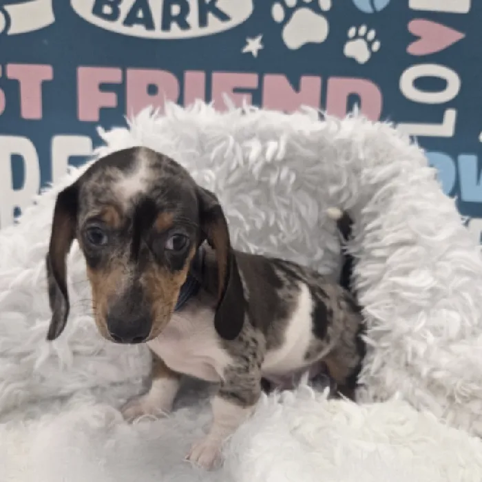 Male Dachshund Puppy for Sale in Duluth, GA
