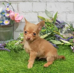 Male Chihuahua puppy for sale at Waggles Puppy Boutique - Duluth.