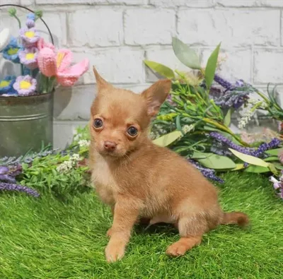 Male Chihuahua puppy for sale at Waggles Puppy Boutique - Duluth.