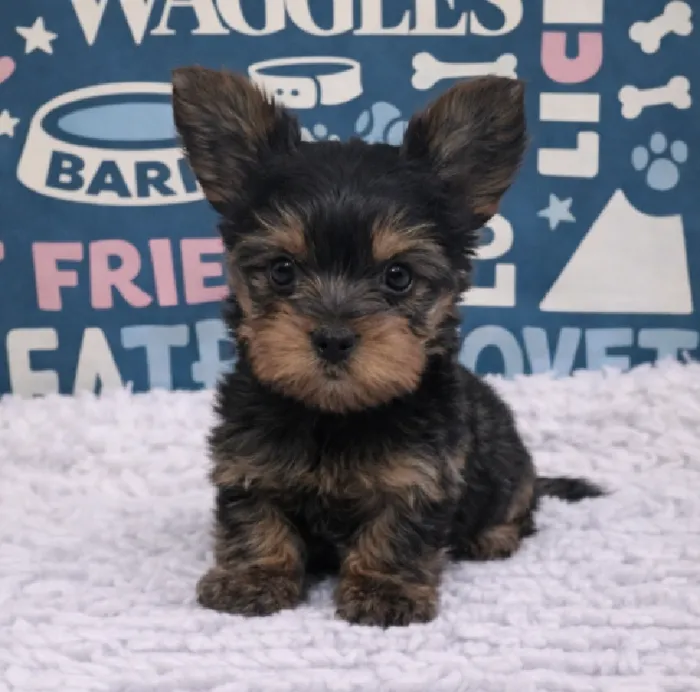 Male Yorkie Puppy for Sale in Duluth, GA
