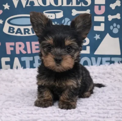Male Yorkie Puppy for Sale in Duluth, GA