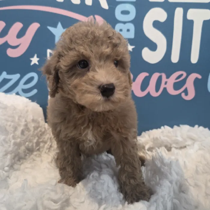 Male Poodle Puppy for Sale in Duluth, GA