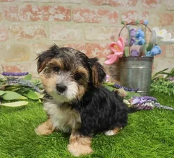 Female Morkie puppy for sale at Waggles Puppy Boutique - Duluth.