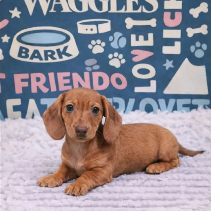 Female Dachshund Puppy for Sale in Duluth, GA