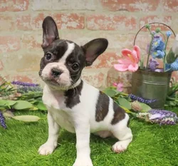 Female French Bulldog puppy for sale at Waggles Puppy Boutique - Duluth.