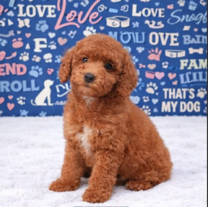 Male Cockapoo Puppy for Sale in Duluth, GA