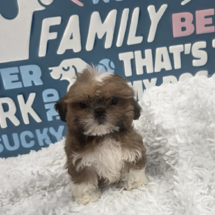Male Shih Tzu Puppy for Sale in Duluth, GA