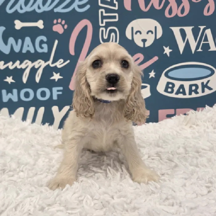 Male Cocker Spaniel Puppy for Sale in Duluth, GA