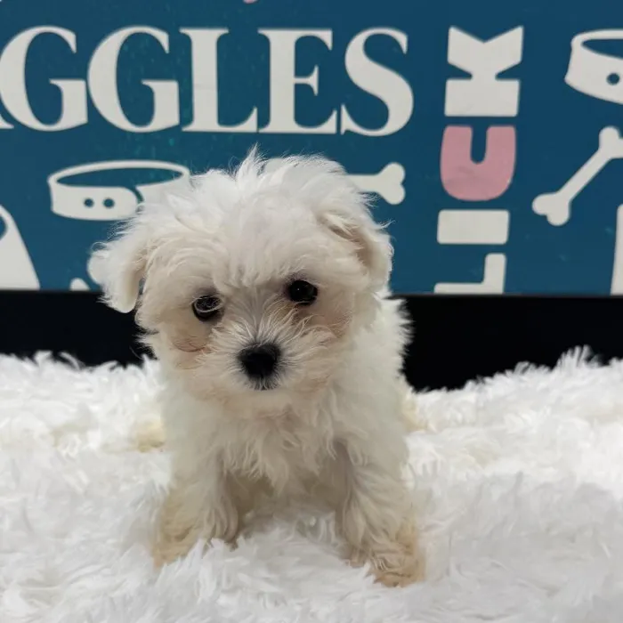 Female Maltese Puppy for Sale in Duluth, GA