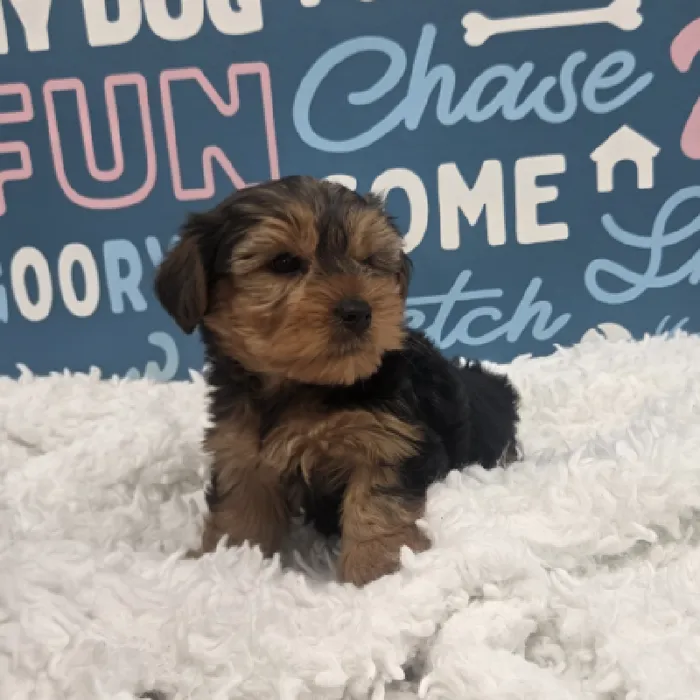 Male Yorkie Puppy for Sale in Duluth, GA
