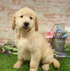 Male Golden Retriever puppy for sale at Waggles Puppy Boutique - Duluth.