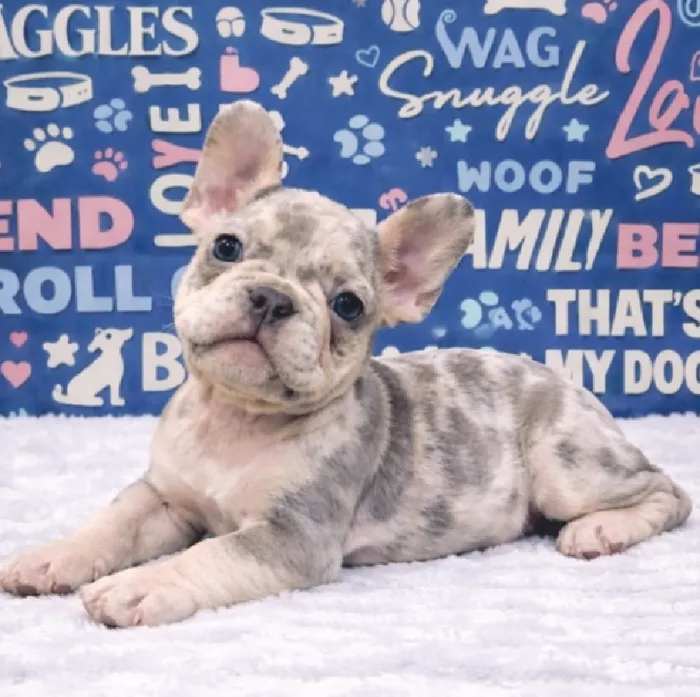 Female French Bulldog Puppy for Sale in Duluth, GA