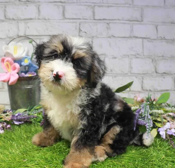 Male Hybrid puppy for sale at Waggles Puppy Boutique - Duluth.
