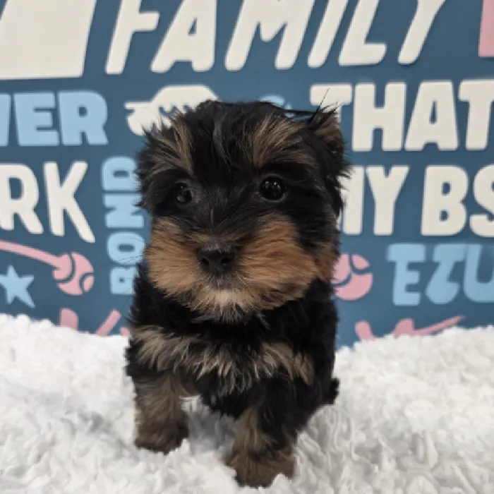 Female Yorkie Puppy for Sale in Duluth, GA