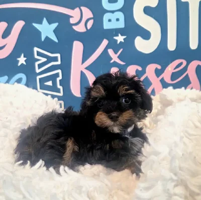 Male Yorkie-Poo Puppy for Sale in Duluth, GA