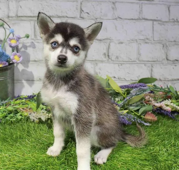 Female Alaskan Klee Kai puppy named Koda for sale at Waggles Puppy Boutique - Duluth.