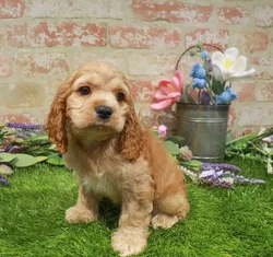 Male Cocker Spaniel puppy for sale at Waggles Puppy Boutique - Duluth.