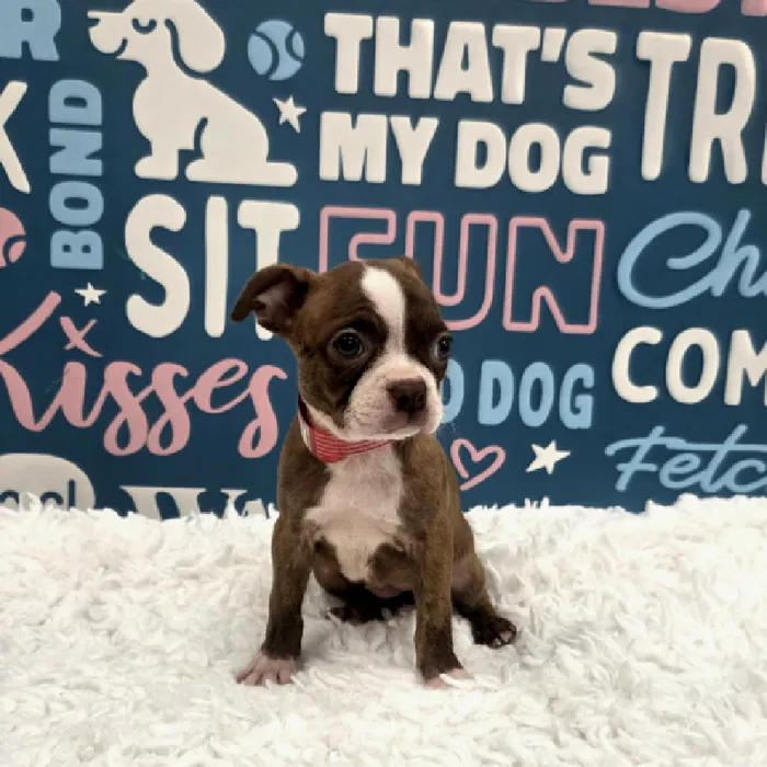 Female Boston Terrier Puppy for Sale in Duluth, GA