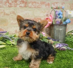 Female Yorkie puppy for sale at Waggles Puppy Boutique - Duluth.