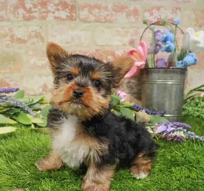 Female Yorkie puppy named Capri for sale at Waggles Puppy Boutique - Duluth.