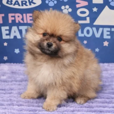Male Pomeranian Puppy for Sale in Duluth, GA